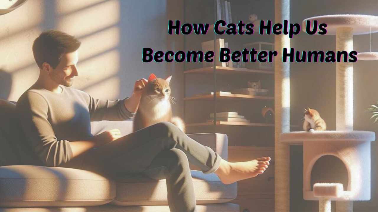 How Cats Help Us Become Better Humans