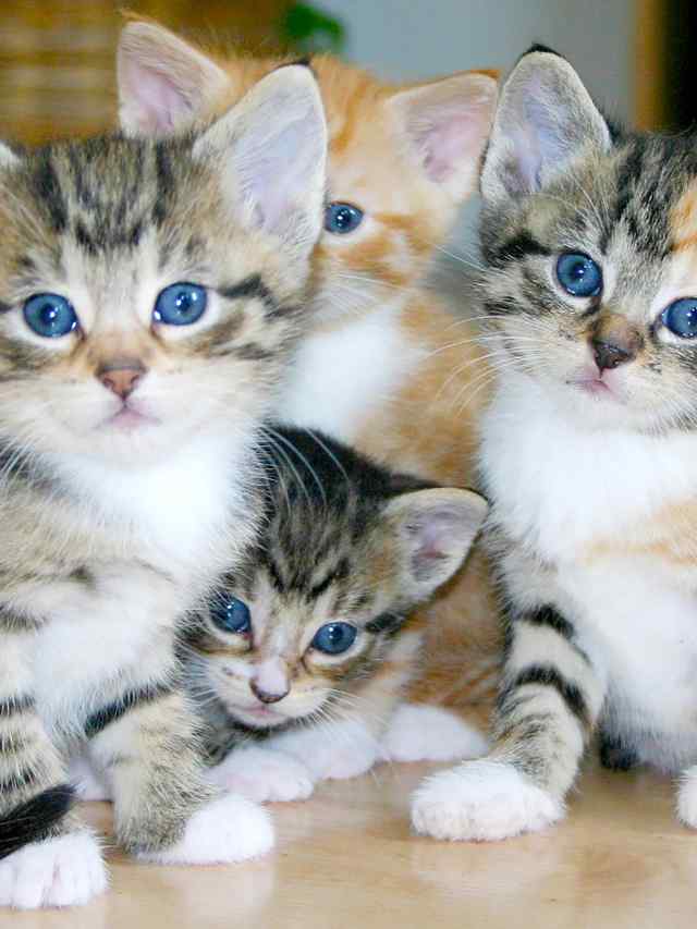 Cats can help you become a better human being?