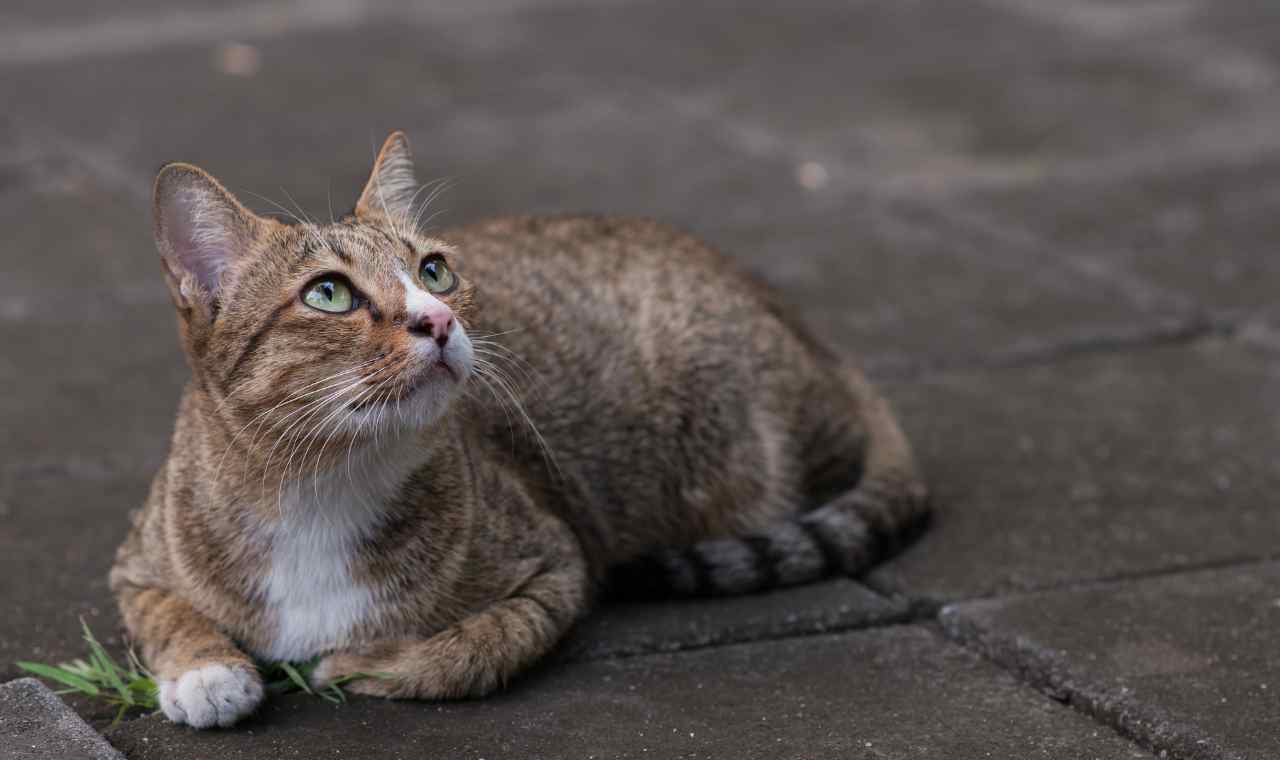 Stray Cats vs. Shelter Cats