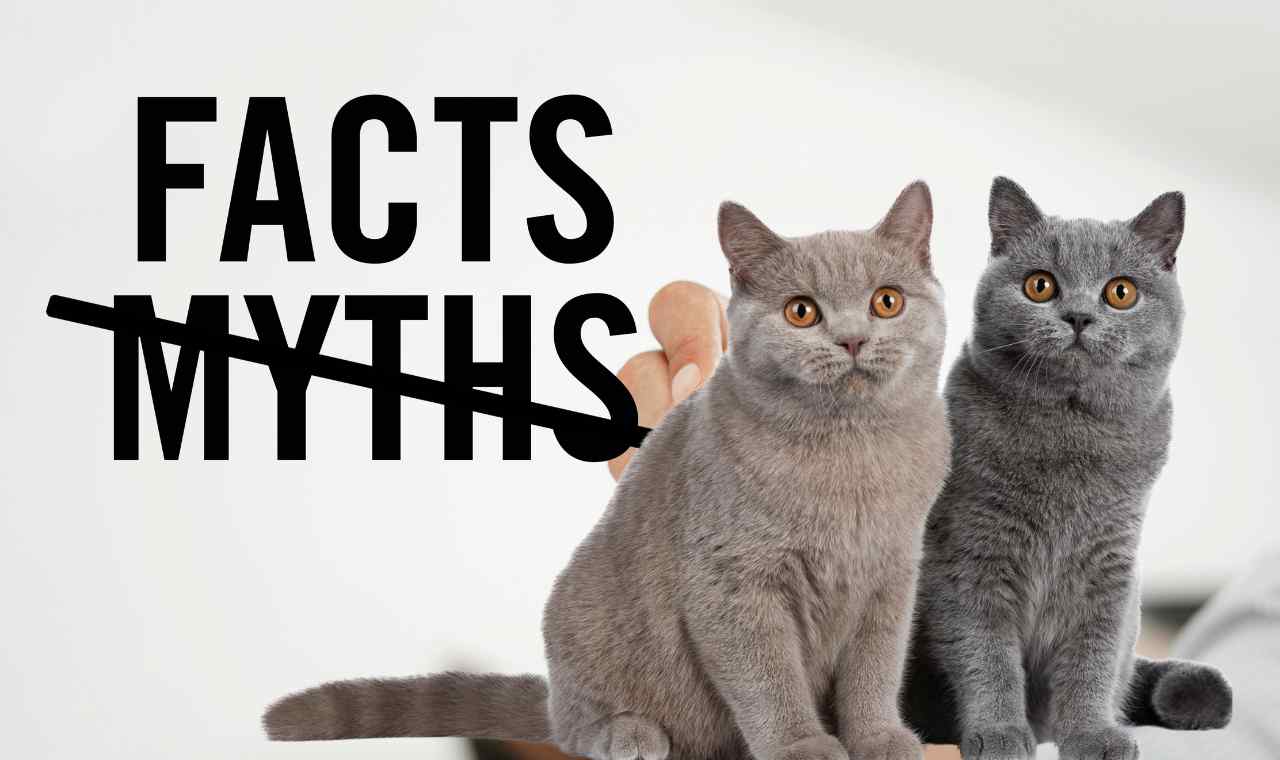 Debunking Myths About Stray Cats