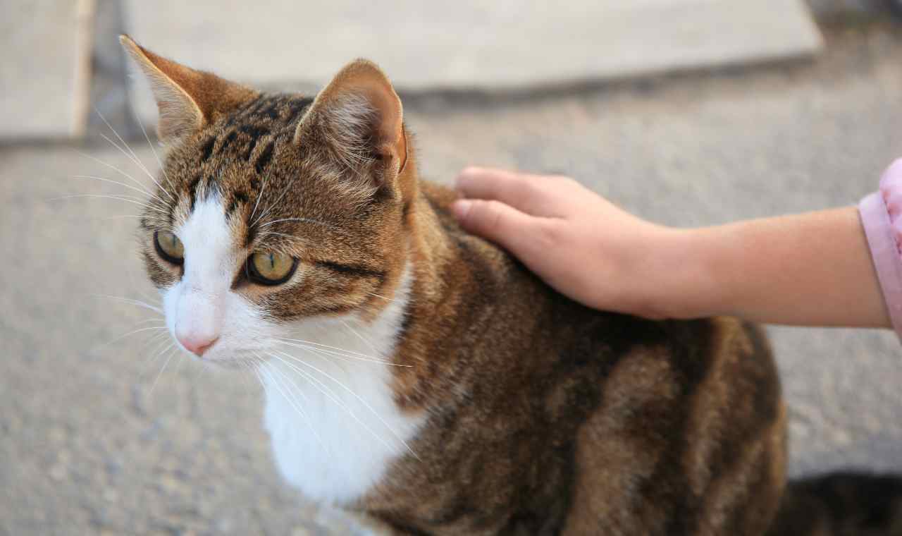 The Health Benefits of Adopting a Stray Cat