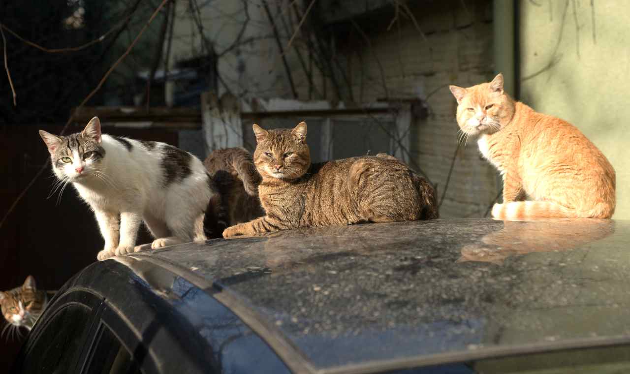 Tips for Introducing a Stray Cat to Your Family