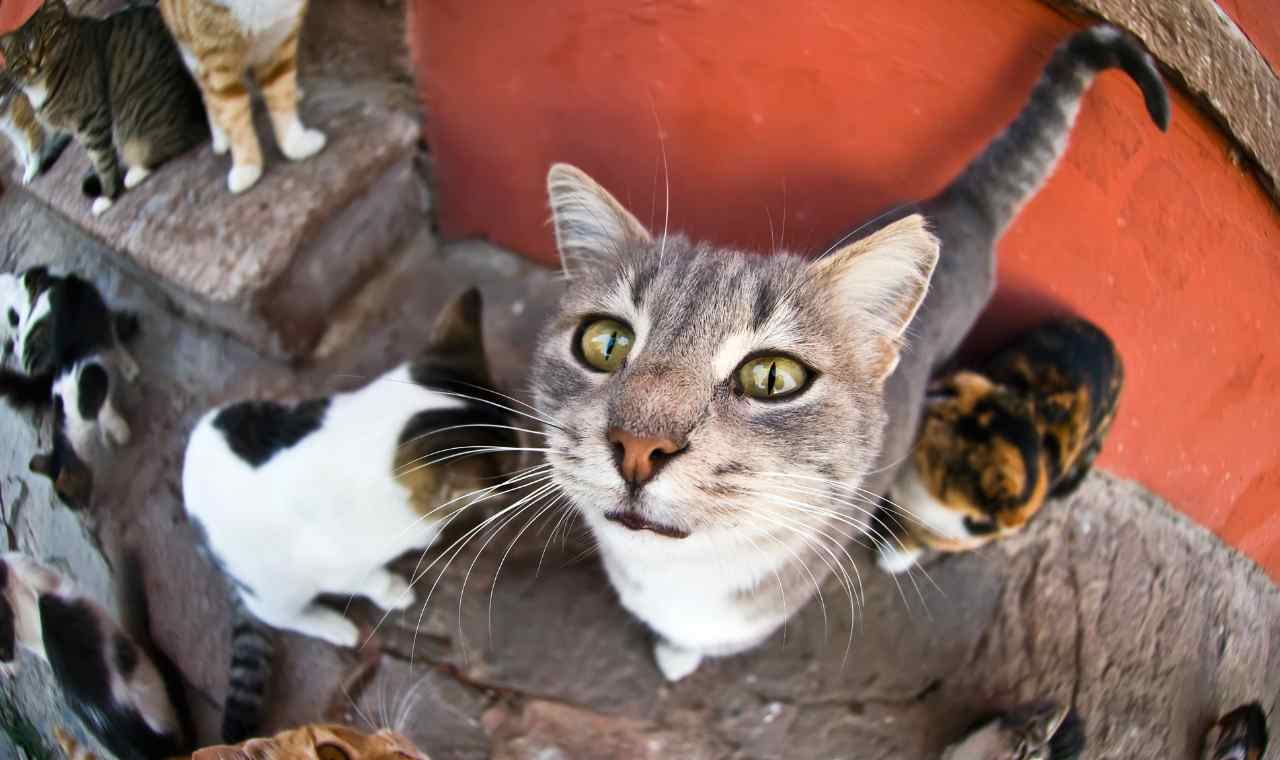 5 Ways to Know If a Stray Cat Wants to Be Adopted