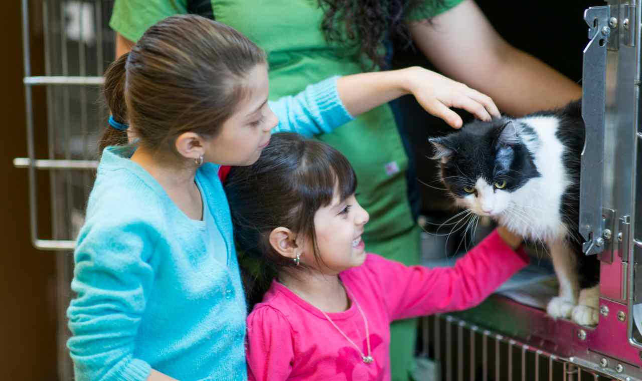 Adopting a Stray Cat with Kids: What You Need to Know