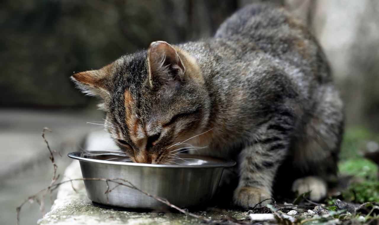 How to Feed and Care for a Stray Cat Before Adoption