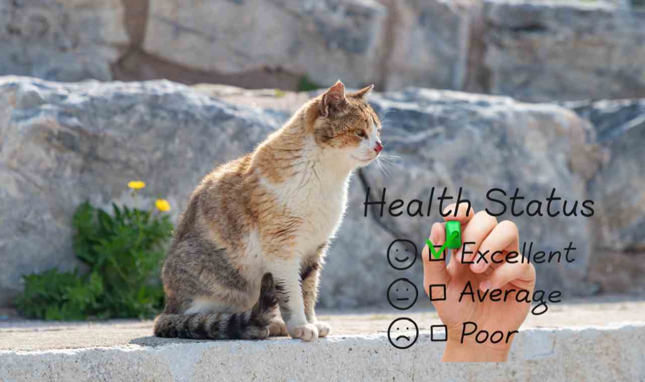 Stray Cat Health Checklist: What to Look for Before Adopting