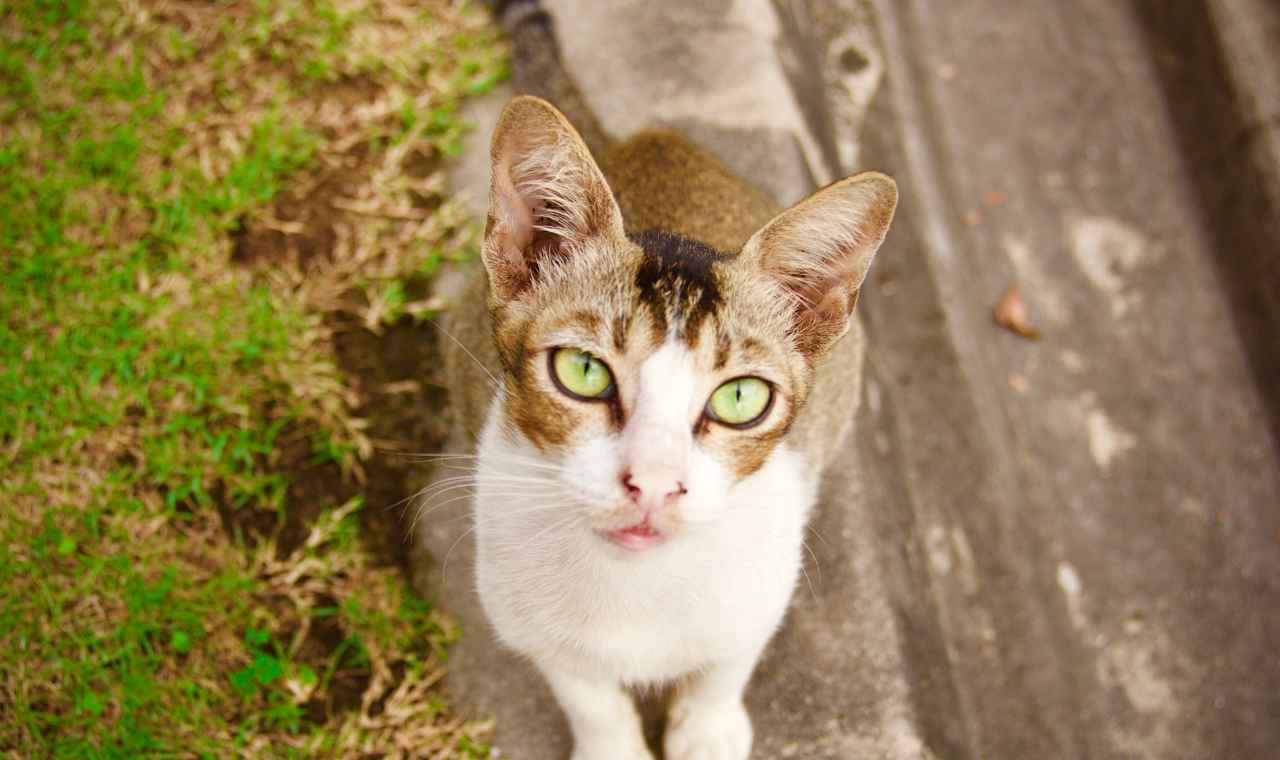 Understanding the Unique Personalities of Stray Cats